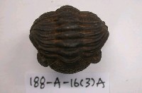 藏品(三葉蟲)的圖片